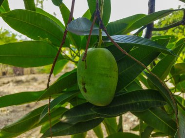 Bahçede taze ve yeşil mango meyveleri