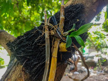 ağaç kökleri ve kuru yapraklar