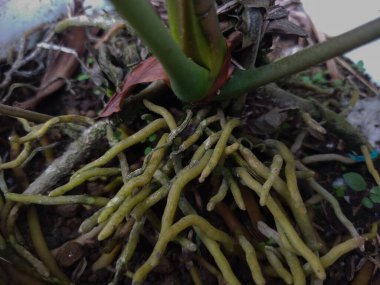 Kökleri olan bir ağacın yakın plan çekimi..