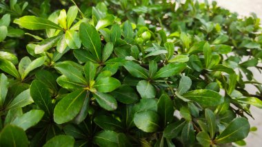 Bahçede taze yeşil yapraklar...