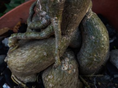 Ormandaki yeşil bitki