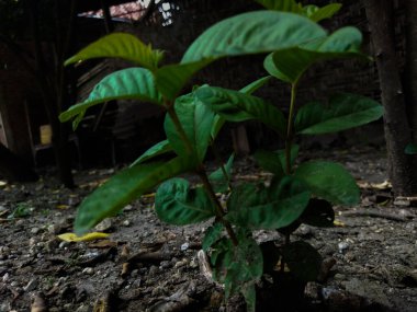 Ağaçtaki yeşil yapraklar