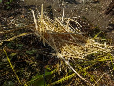 Yere bir yığın kuru odun.