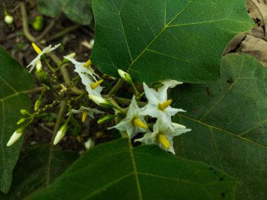 Doğadaki yeşil çiçeğe yakın çekim