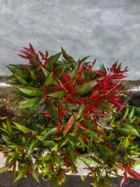 Güzel botanik fotoğrafı, doğal duvar kağıdı.