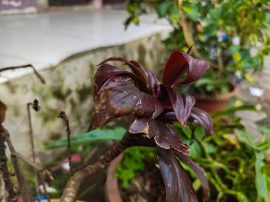 Tropikal bir bitkiye yakın çekim