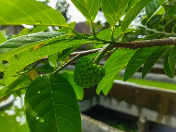 stock image green leaves in the garden