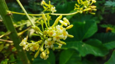 Bahçede yeşil yapraklar