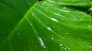 Yeşil yapraklı yağmur damlaları, flora