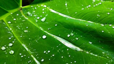 Yaprağın üzerine su damlası