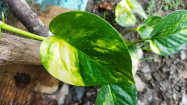 Bahçedeki yeşil bitki