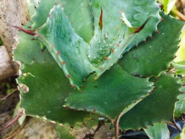 Bahçedeki yeşil kaktüs