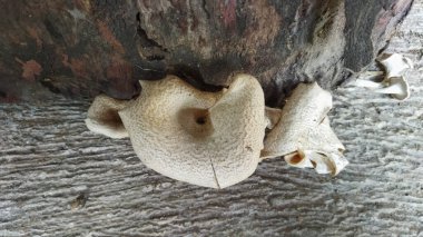 Ahşap zemindeki mantarı kapat.