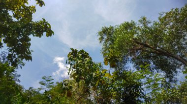 Ormanın güzel manzarası