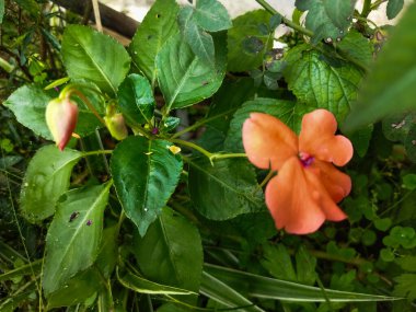 Bahçedeki güzel çiçekler