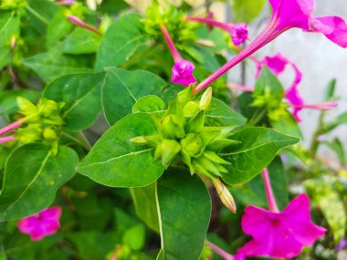 yeşil yaprak ve çiçekler