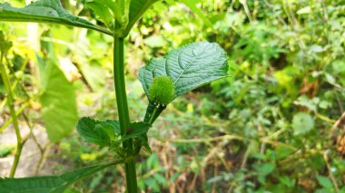 Ormanda yeşil yaprak