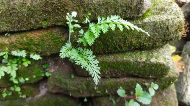 Ağaçta yeşil yosun