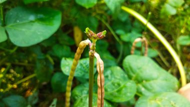 Yeşil bir bitkinin yakınında.