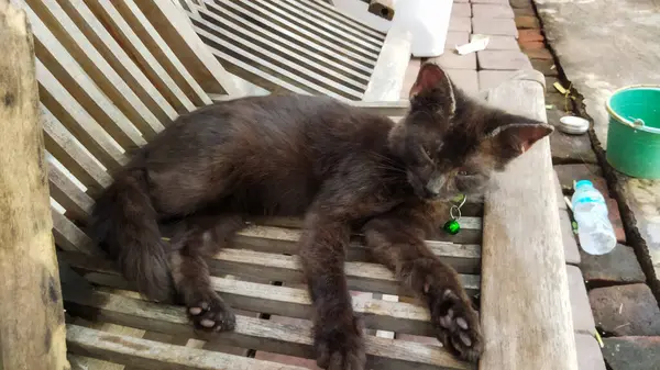 Sokaktaki kedi