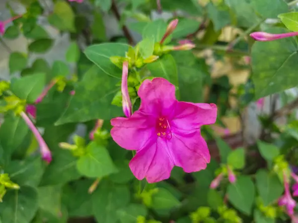Yaz bahçesinde mor bir bougainvillea. Yakın plan.
