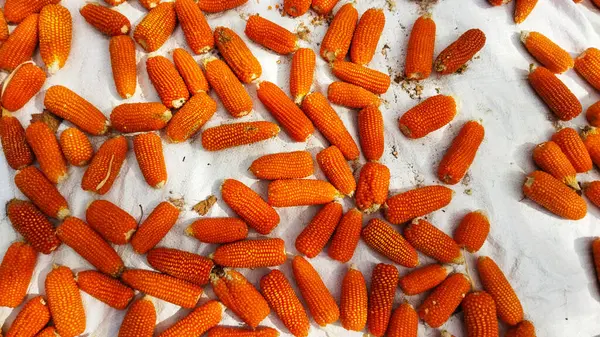 Yaşlı Zea Mays bitkileri koyu sarı renklidir.