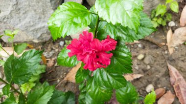 Bahçedeki pembe çiçek