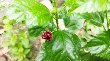 Bahçede kırmızı gül çiçeği