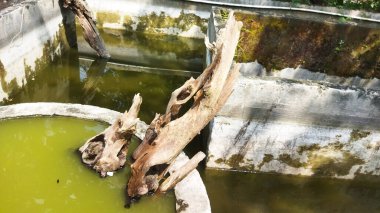 Bahçedeki yeşil bitki