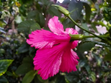 Bahçedeki güzel pembe çiçek