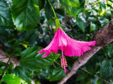 Bahçedeki kırmızı çiçek