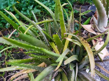 Yakın çekim - sabahleyin aloe vera