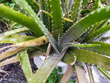 Bahçedeki yeşil kaktüs.