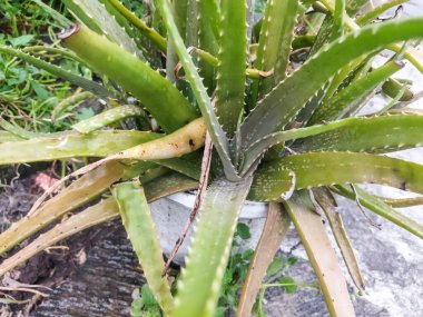 Aloe vera bitkisi bahçede