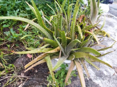 aloe vera bitkisi doğada,