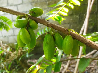 Bahçedeki ağaçtaki mangoyu kapat.