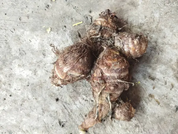 Yerde kurutulmuş sarımsak..