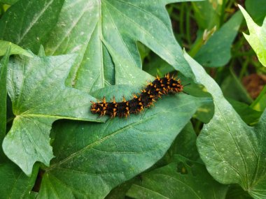 Yaprağın üzerinde yeşil tırtıl