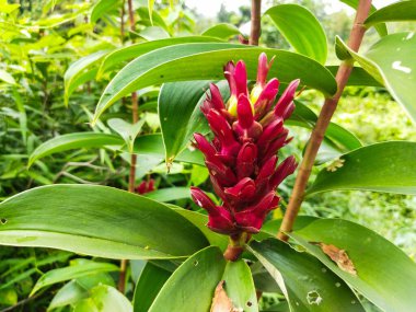 Güzel botanik fotoğrafı, doğal duvar kağıdı.