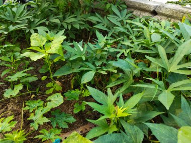 Bahçede yeşil yapraklar