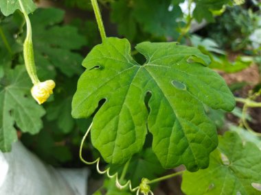 Yapraklı yeşil salatalık