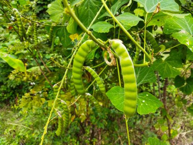 Ağaçtaki yeşil fasulyeler