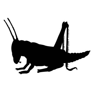 Bir Amerikan İguanasının silüeti