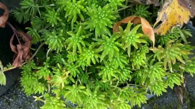 Bahçedeki yeşil bitki