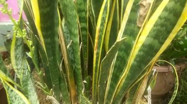 Bahçedeki yeşil kaktüs