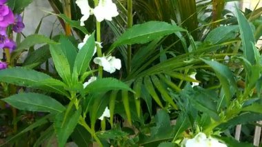 Bahçedeki beyaz çiçek.