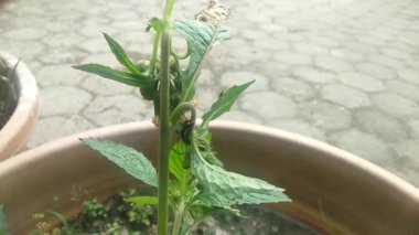 Bir bitkinin yakın çekimi.