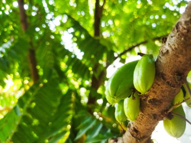 Ağaçta güneş ışığıyla kahve çekirdeği