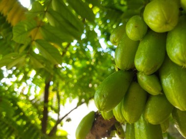 Tayland 'da yeşil yapraklı muz ağacını kapat.