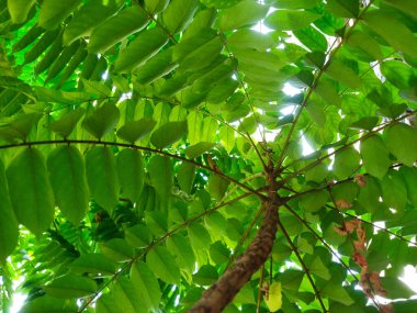Yeşil Yapraklar arka planı. Doğa arkaplanı